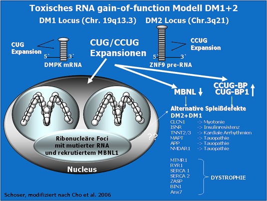 Toxisches RNA gain-of-function Modell DM1+2