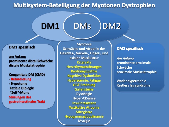 Schema zur klinischen Synopsis Myotoner Dystrophien